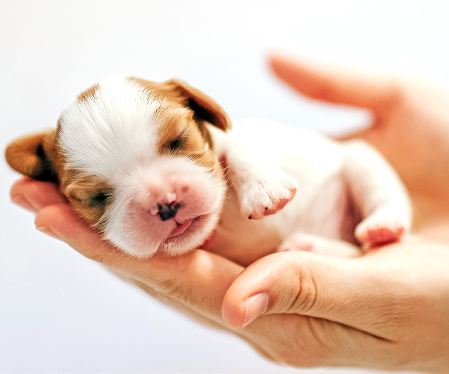 Puppy Exercise Requirements by Breed Size